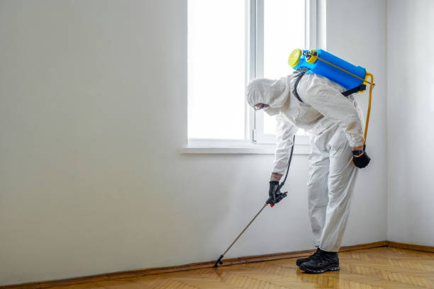 Flea Control Services in Phillipsburg, NJ