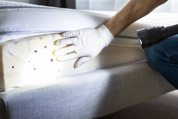Best Pest Removal Services  in Phillipsburg, NJ