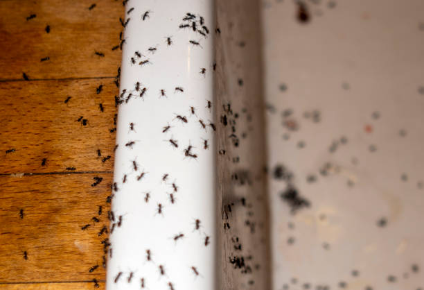 Reliable Phillipsburg, NJ Pest Control Solutions